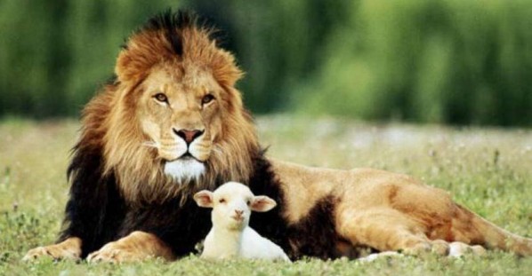 831_lion-and-the-lamb.jpg